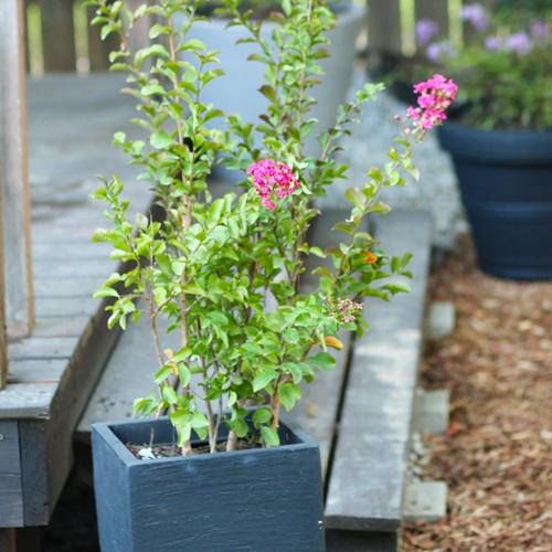 crapemyrtle in japi pottery