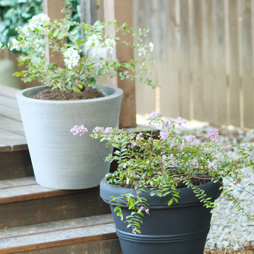 weeping crapemyrtles in containers