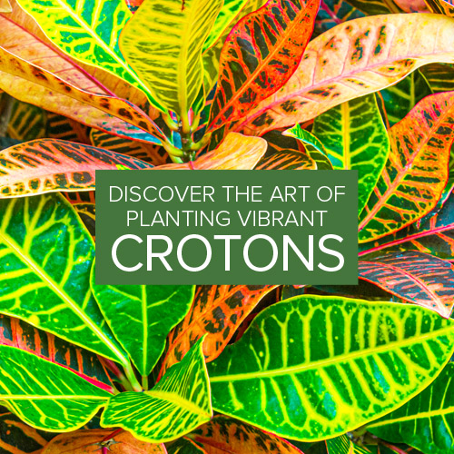 Discover the Art of Planting Vibrant Crotons | Petra Croton