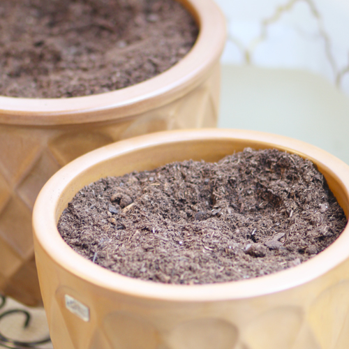 potting soil