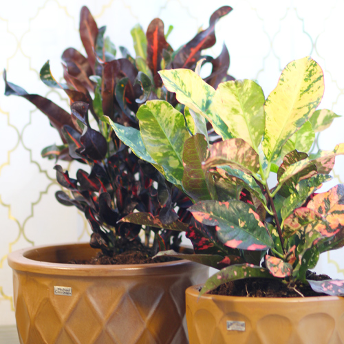 crotons in pottery