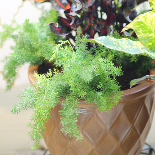 asparagus fern