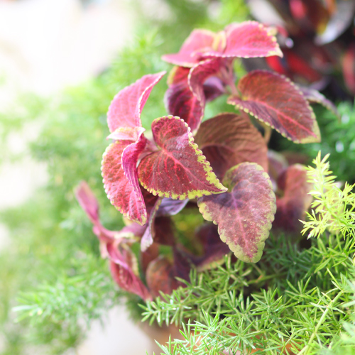 coleus