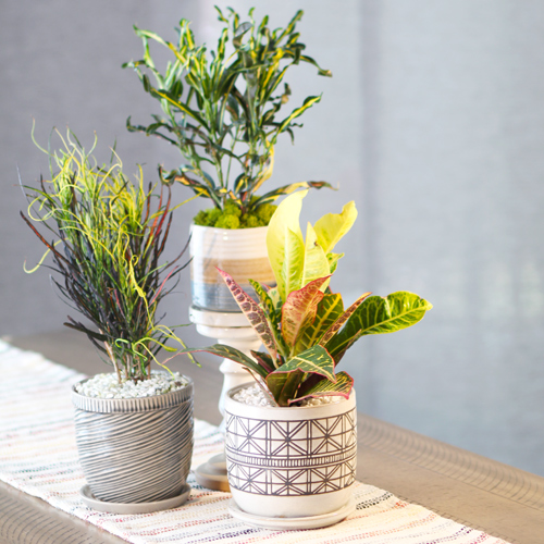 planting crotons indoors