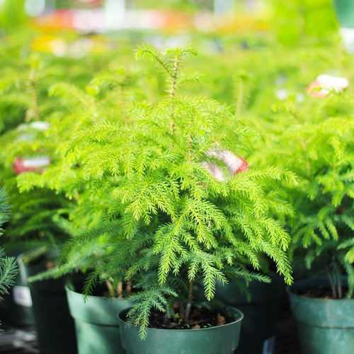 norfolk island pine