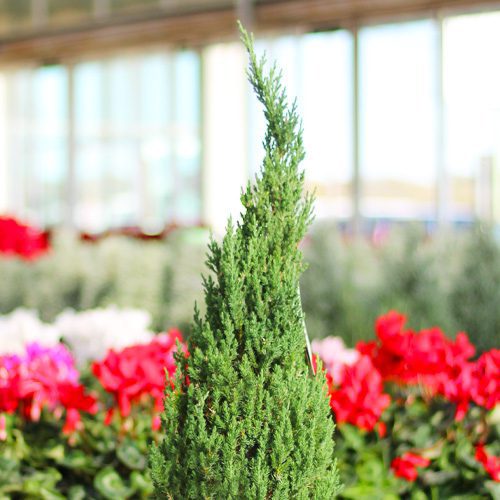 leyland cypress plant