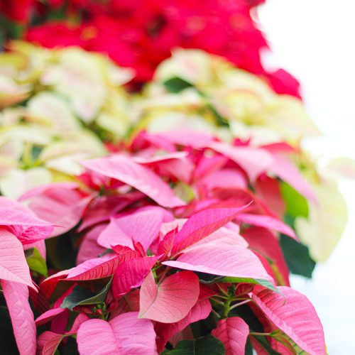 poinsettias