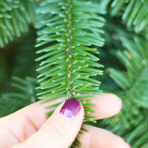 green christmas trees