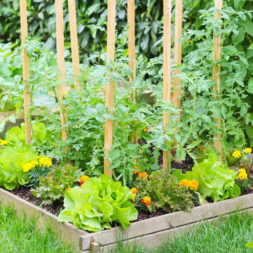 vegetable garden