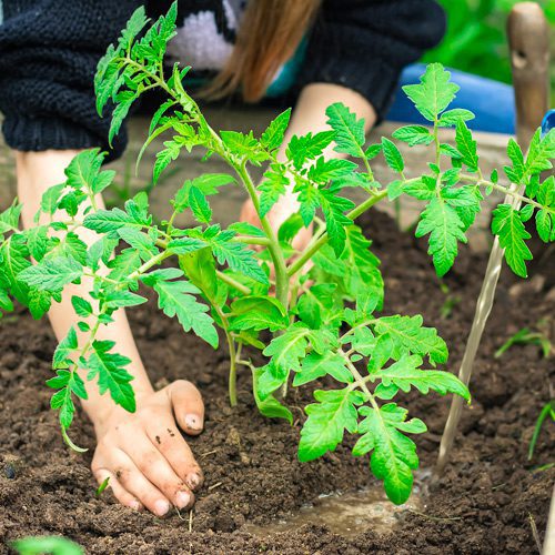 tomato plant