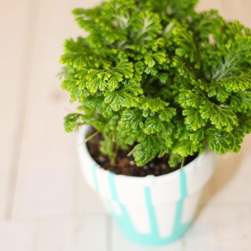 Selaginella Frosty