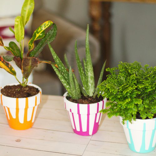 plant craft ideas