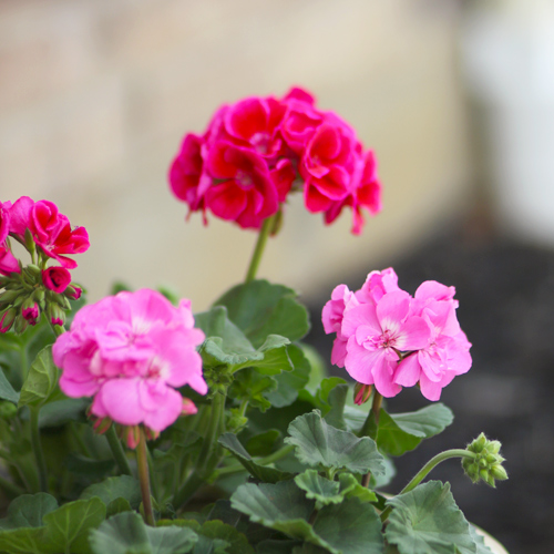 pink geraniums