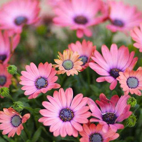 african daisy flowers