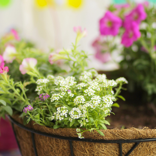 alyssum