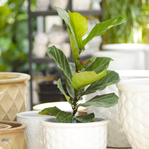 fiddle leaf fig