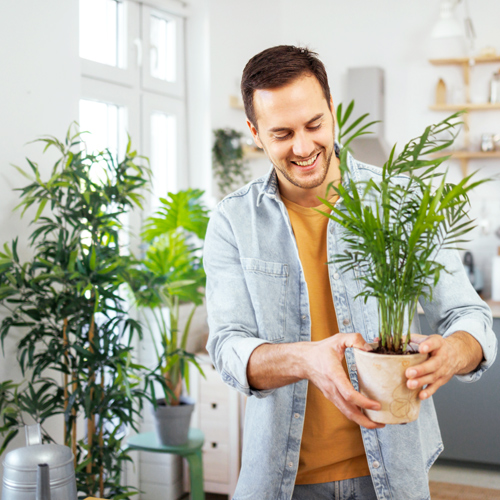 easy-to-care-for popular houseplants for beginners