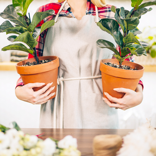 indoor gardening