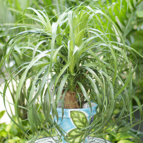 ponytail palm