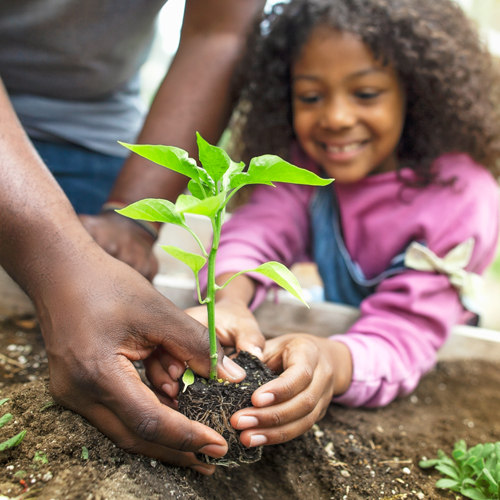 Buy affordable Yellow Delicious Apple trees at our online nursery - Arbor  Day Foundation