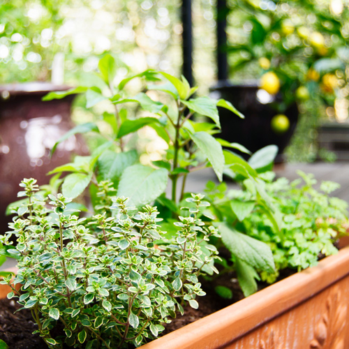 edible garden of herbs