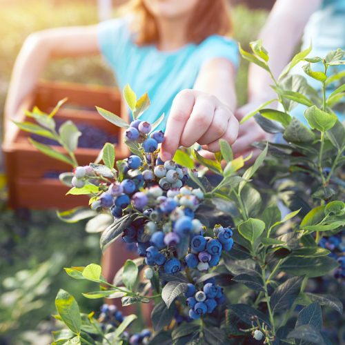 blueberries