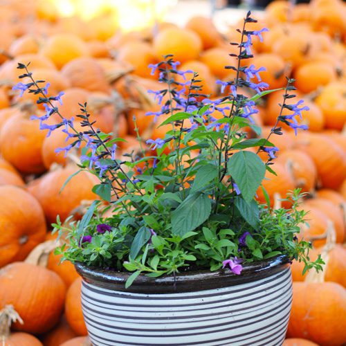 Purple Container Garden Idea for Fall | Calloway's Nursery