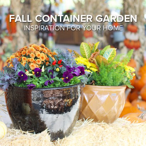 Fall Container Garden Inspiration for Your Home | Calloway's Nursery