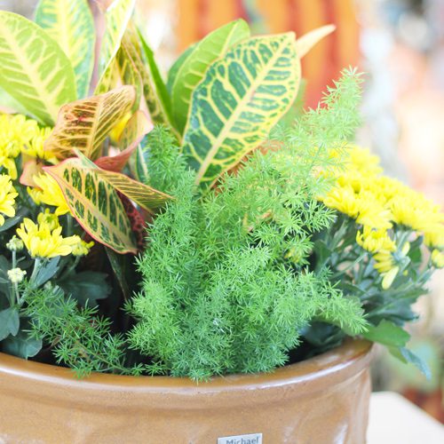 Asparagus Fern Plant for Fall Container Gardening | Calloway's Nursery