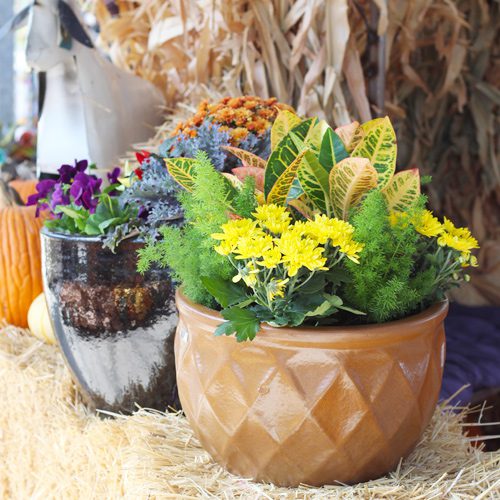 Fall Container Gardening Ideas | Calloway's Nursery