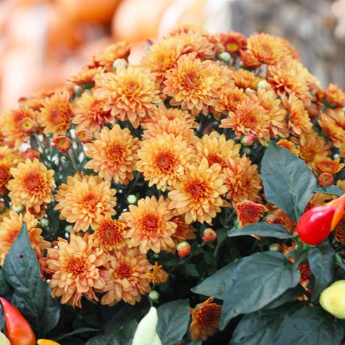 Garden Mums Flower Plant for Fall Container Gardening | Calloway's Nursery