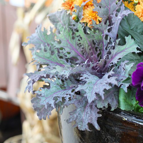 Ornamental Kale Plant for Fall Container Gardening | Calloway's Nursery