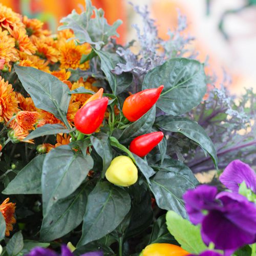 Ornamental Peppers Plant for Fall Container Gardening | Calloway's Nursery