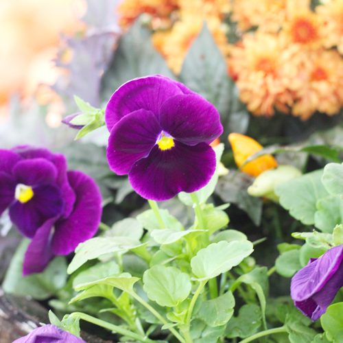 Matrix® Pansies Flower Plant for Fall Container Gardening | Calloway's Nursery