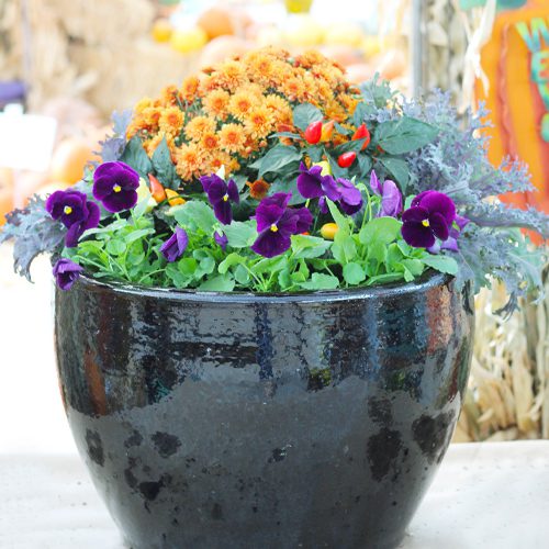 Fall Containers for Gardening | Calloway's Nursery