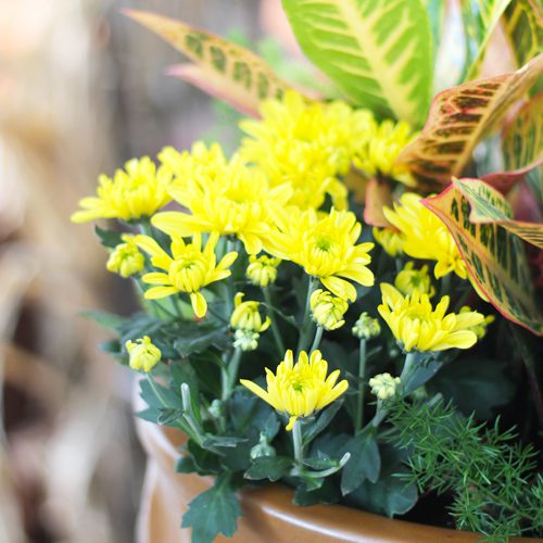 Floral Mums Flower Plant for Fall Container Gardening | Calloway's Nursery