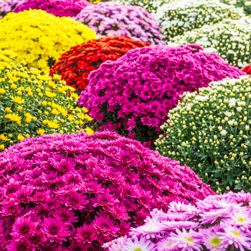 garden mums