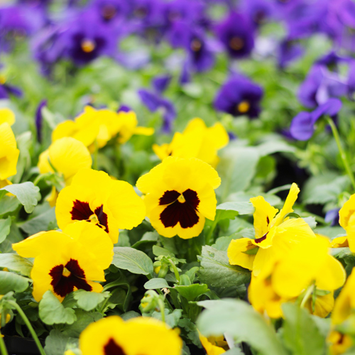 matrix pansies