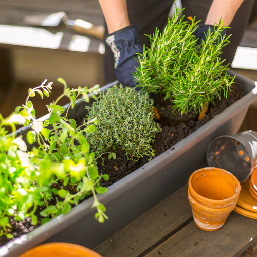 planting herbs