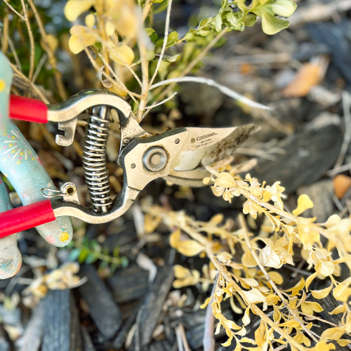 trimming plants