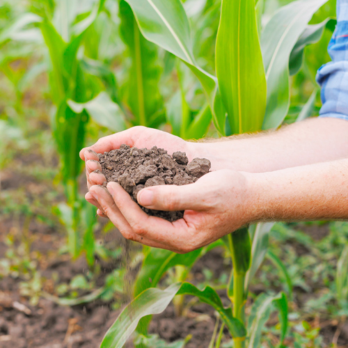 soil quality