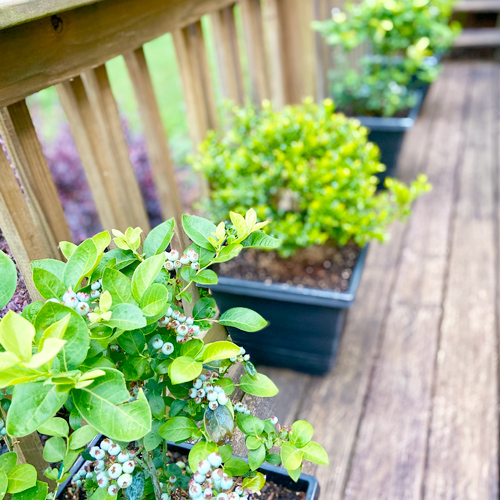 berry container gardens