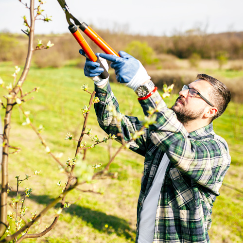 pruning trees