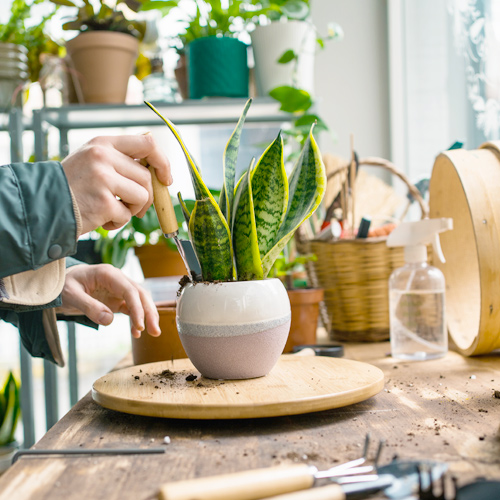 indoor plants | Picture of a woman planting an indoor plant