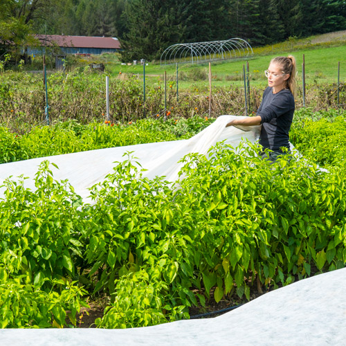 frost protection | Picture of a woman covering her garden with tarp