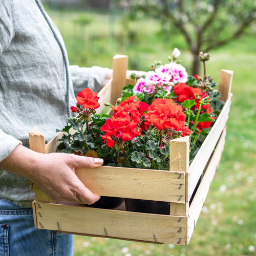 geraniums