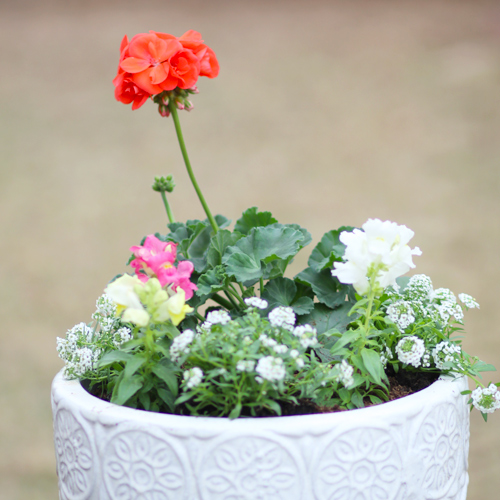 cool season container gardens | Picture of a geranium