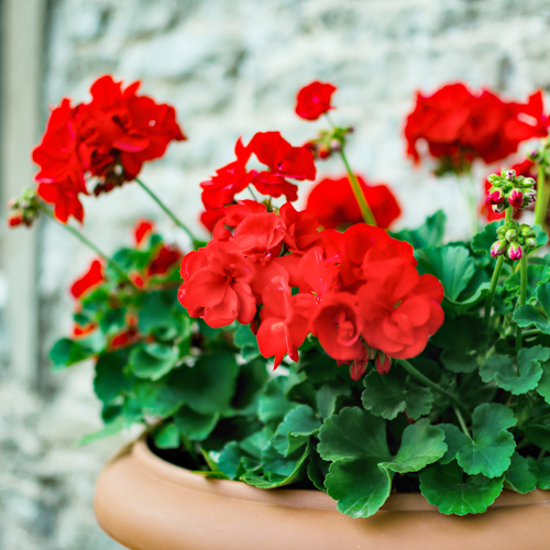 geraniums | Picture of a pot of geraniums