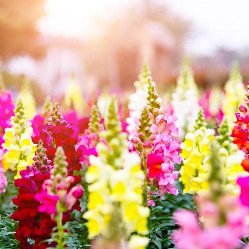 snapdragons | Picture of a garden full of Snapdragons