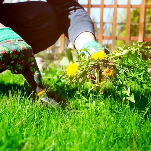 weeds | Picture of a gardener pulling up dandelion weeds